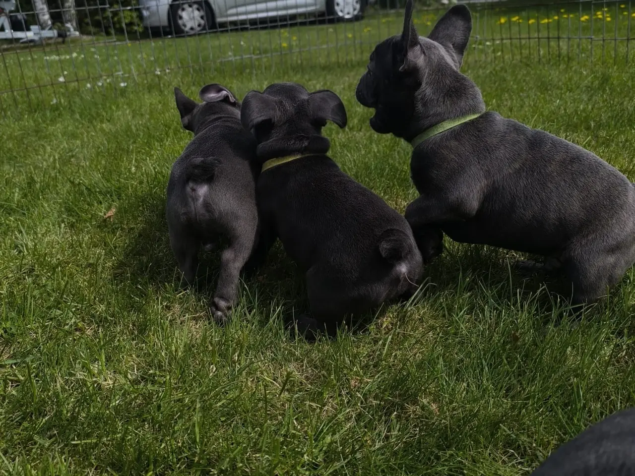 Billede 6 - DK FINESTE FRANSKEBULLDOG HVALPE I BLÅ FARVE