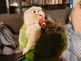 2x green cheeked conures 