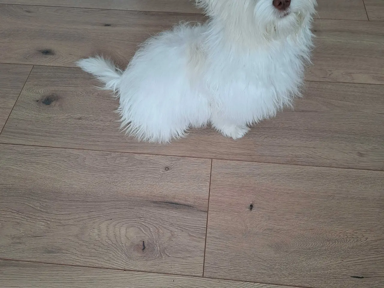 Billede 1 - Bichon havanaise