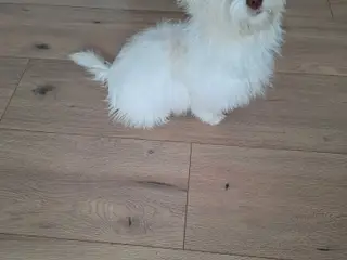 Bichon havanaise