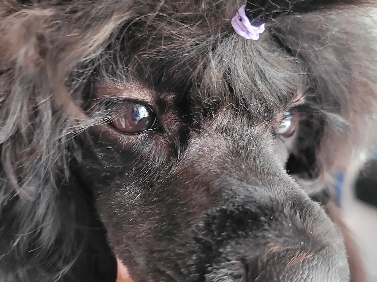Billede 3 - Fantastisk Cavapoo pige