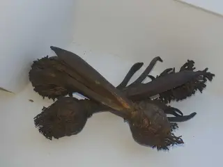 Irret hyracint