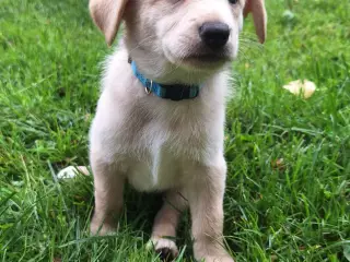  Blandingshvalpe søger et nyt, kærligt hjem 🐶 - 4