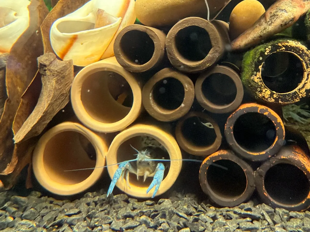 Billede 13 - đ±Wow FLOTTE BlĂ„ Florida Krebs Procambarus alleni