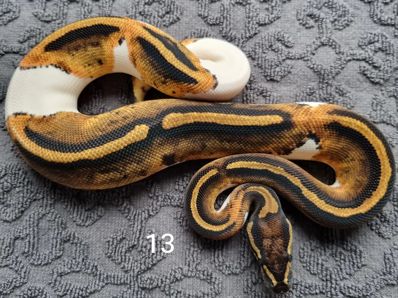 Billede 13 - Pied kongepythons 2026