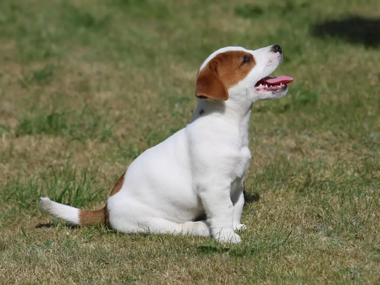 Billede 5 - DKK Jack Russell hvalpe – 1 han tilbage "Birk"