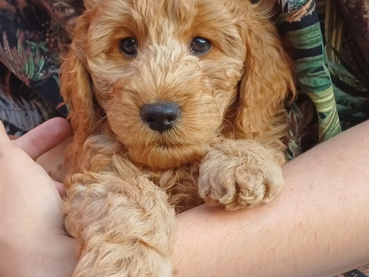 Billede 9 - Cockapoo hvalpe