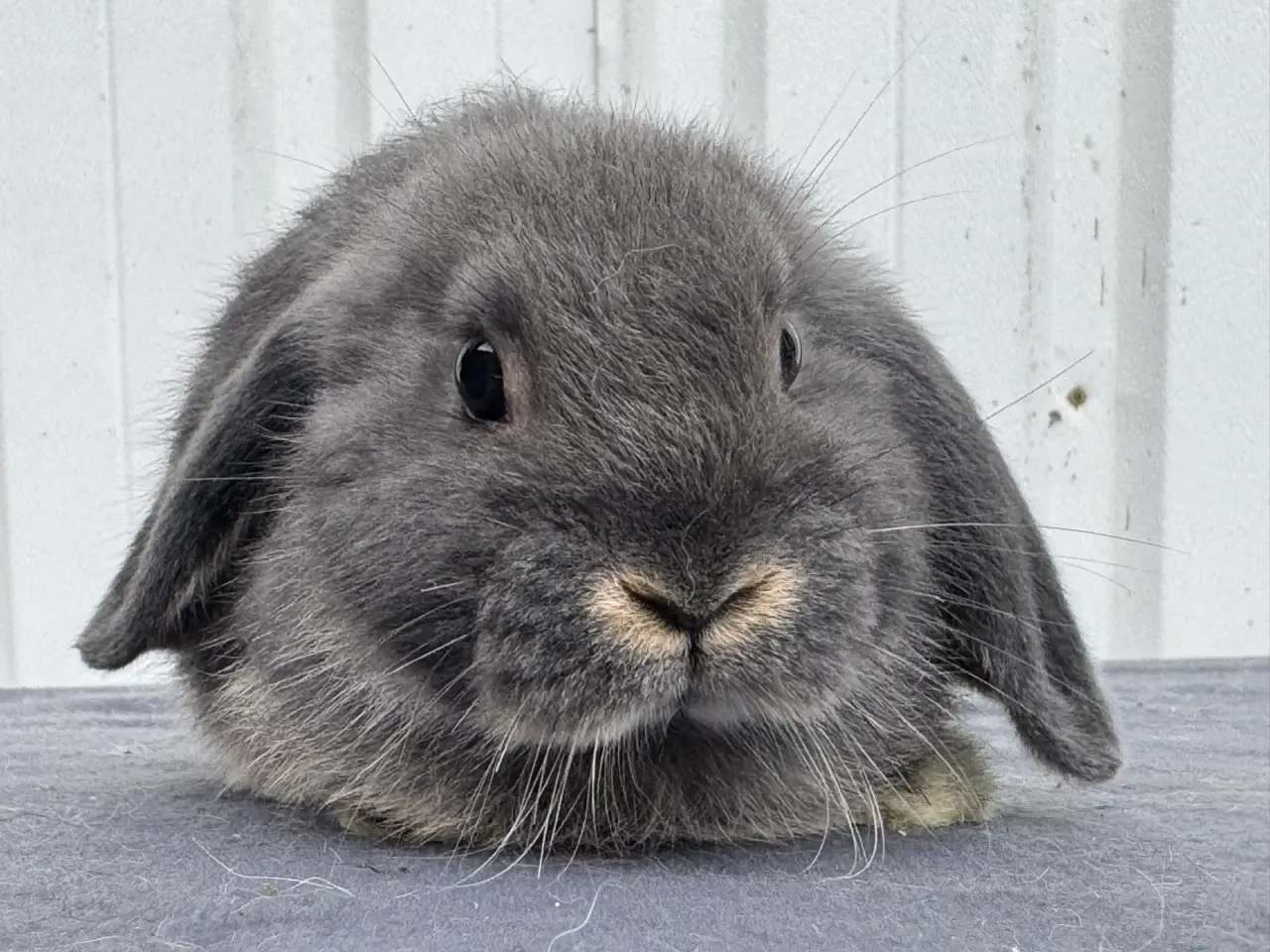 Billede 5 - Dværgvædder/Mini lop hunkanin