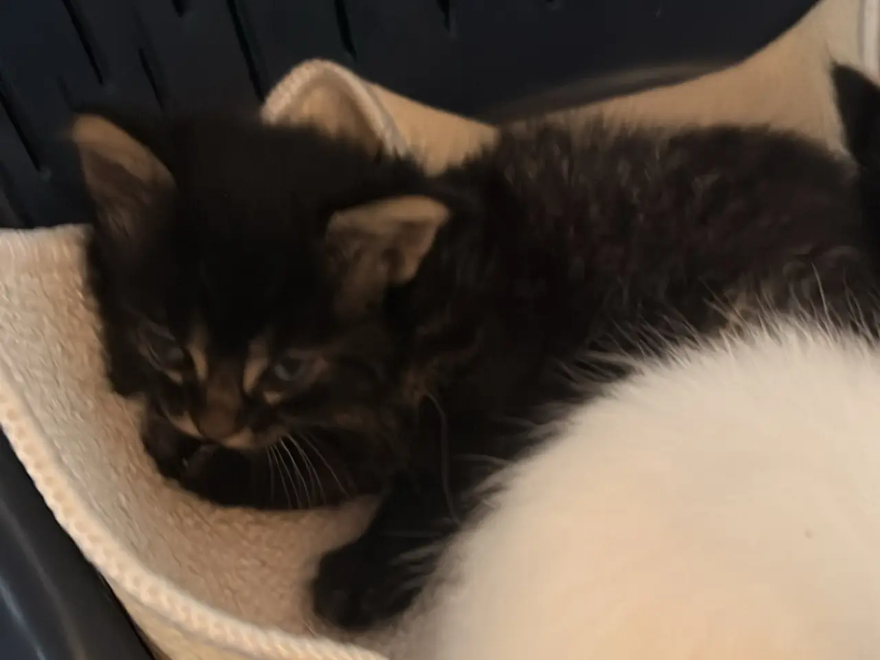 Billede 3 - Meget unikke main coon sælges