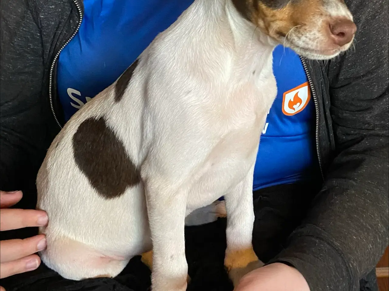 Billede 3 - Hundehvalpe Dansk/svenskgårdhunde