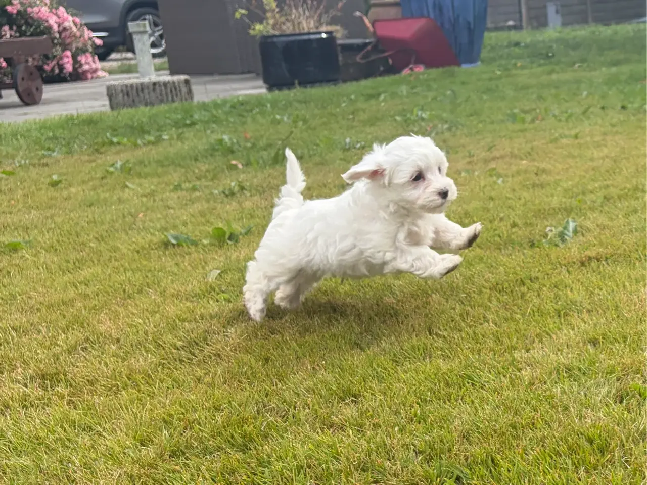 Billede 11 - Fine mini Maltipoo babyer