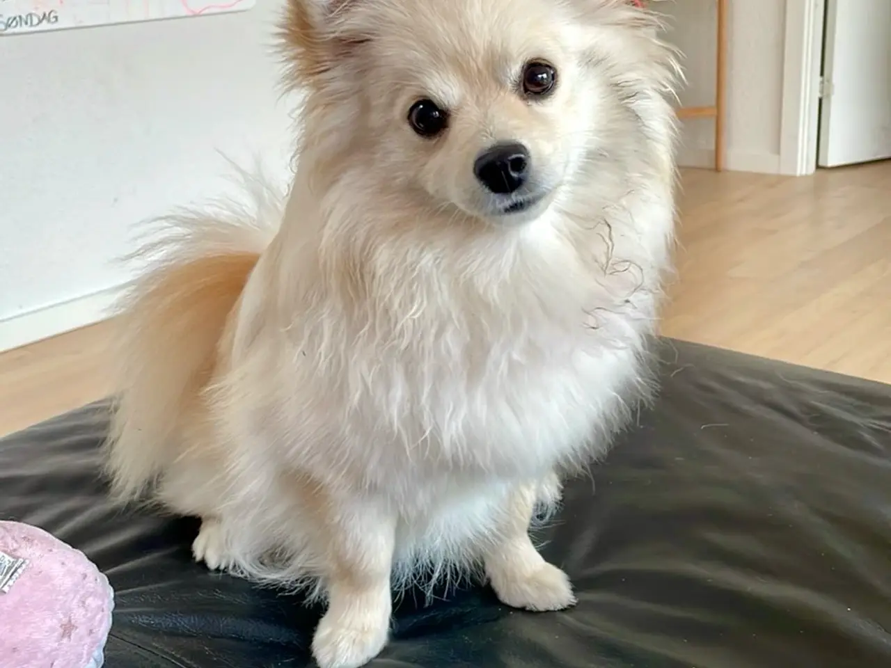 Billede 5 - Smuk Pomchi pige