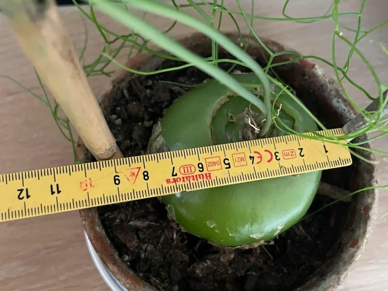 Billede 4 - Boweia volublis, hvidkål med aspagus