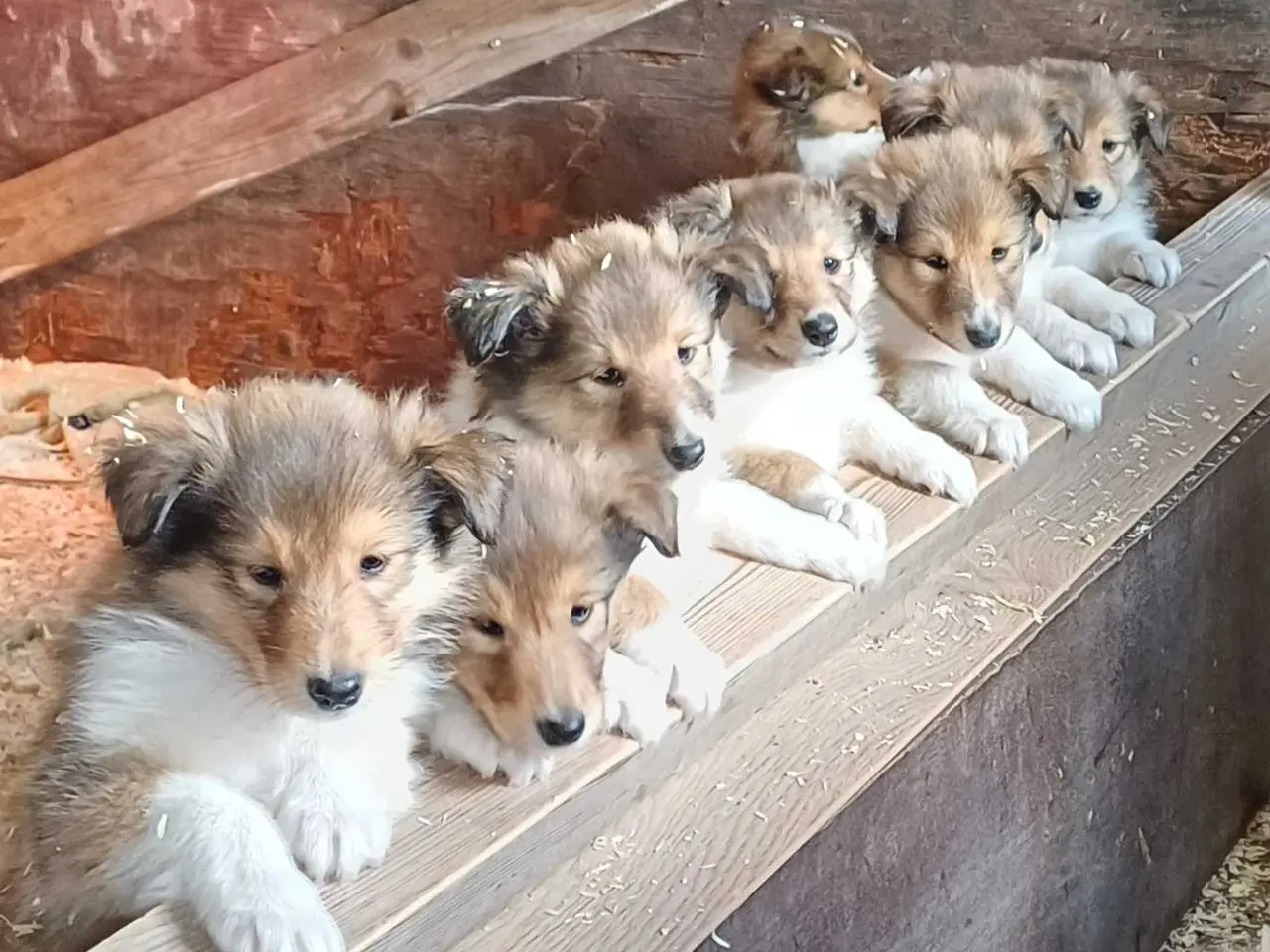 Billede 2 - 3 Collie tilbage (Amerikansk)