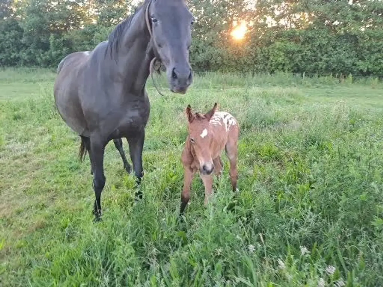 Billede 6 - Smuk knabstrupper hingsteplag