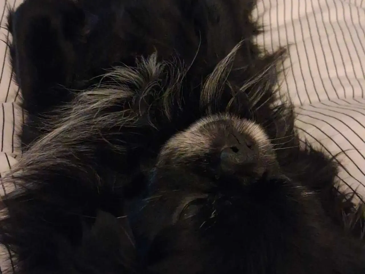 Billede 3 - Hanhund