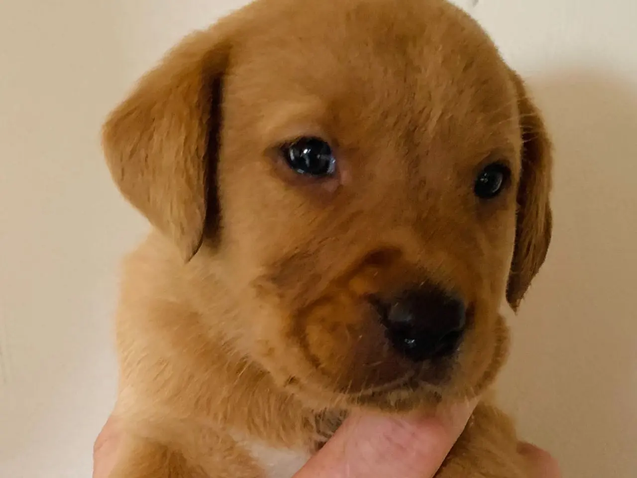 Billede 14 - Labrador hvalpe gul / fox red 