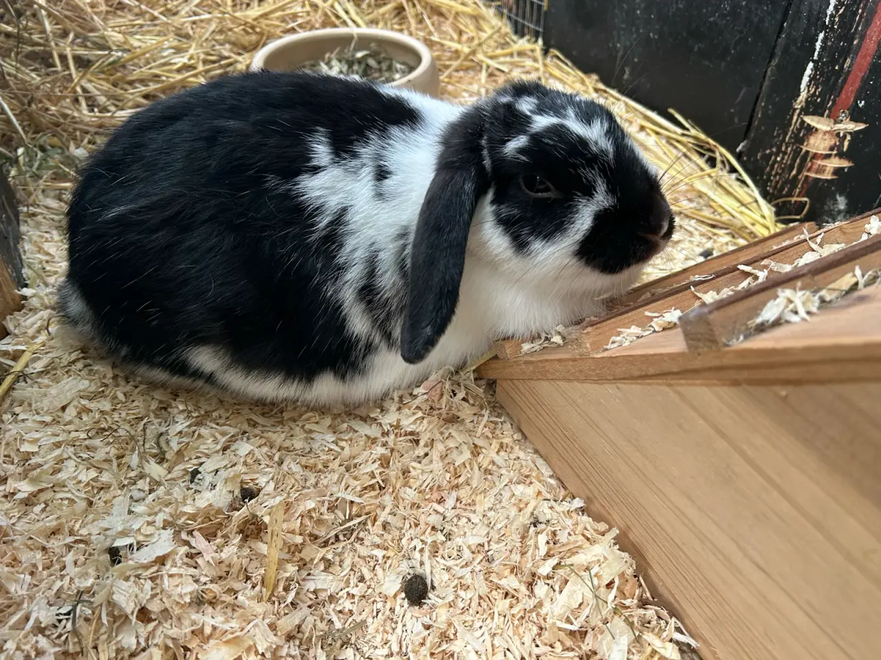 Billede 2 - Askepot søger nyt hjem🐰