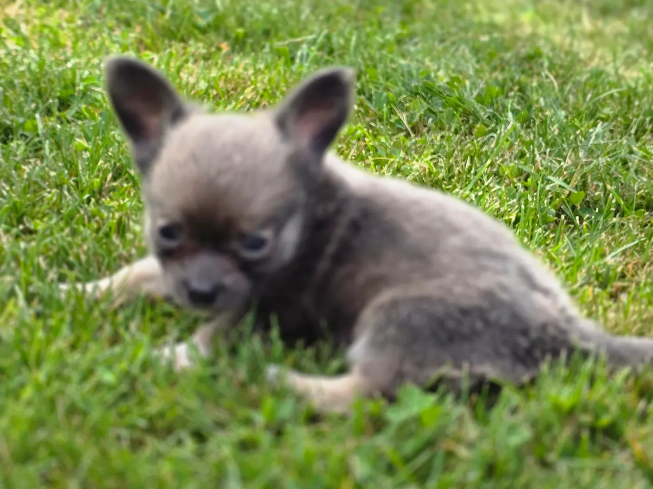 Billede 4 - Chihuahua han hvalp