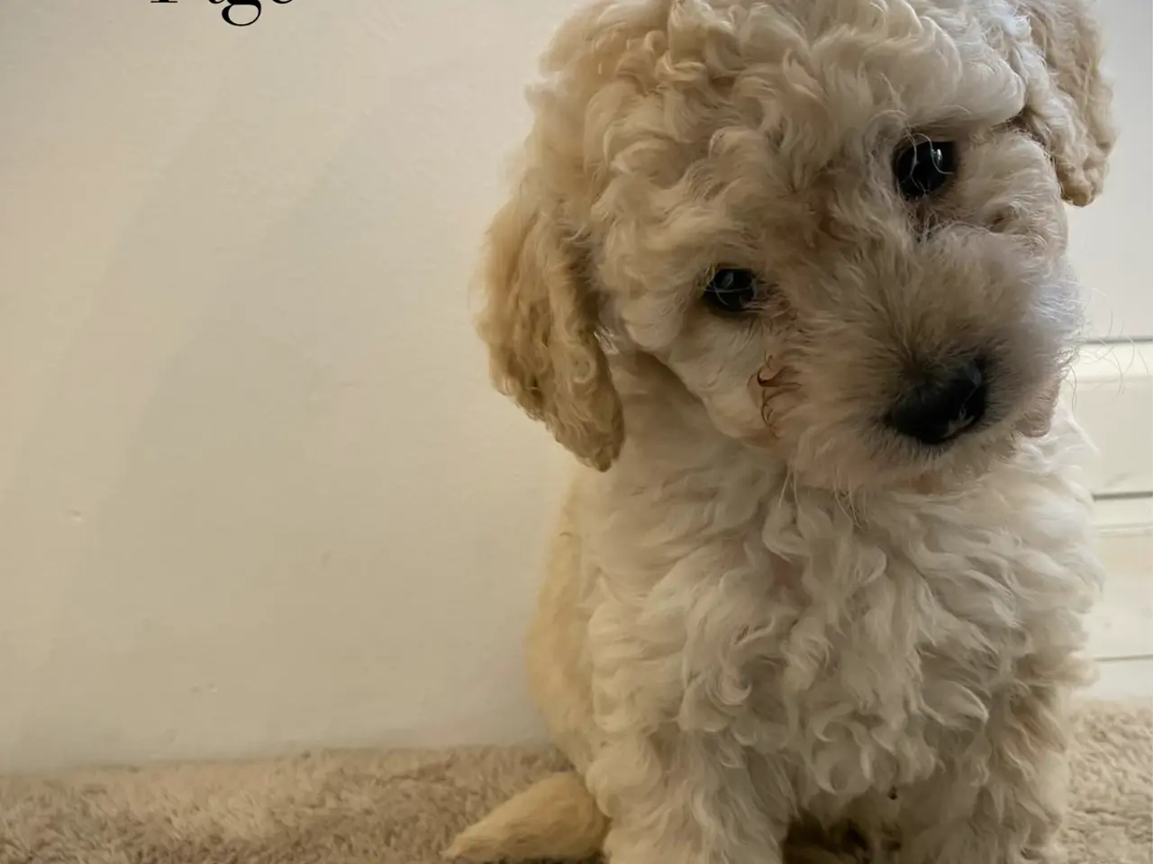 Billede 6 - Cavapoo hvalpe