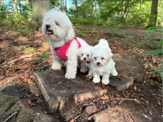🐶💕 2 SKØNNE BICHON FRISÉ PIGEHVALPE SØGER DERES - 4