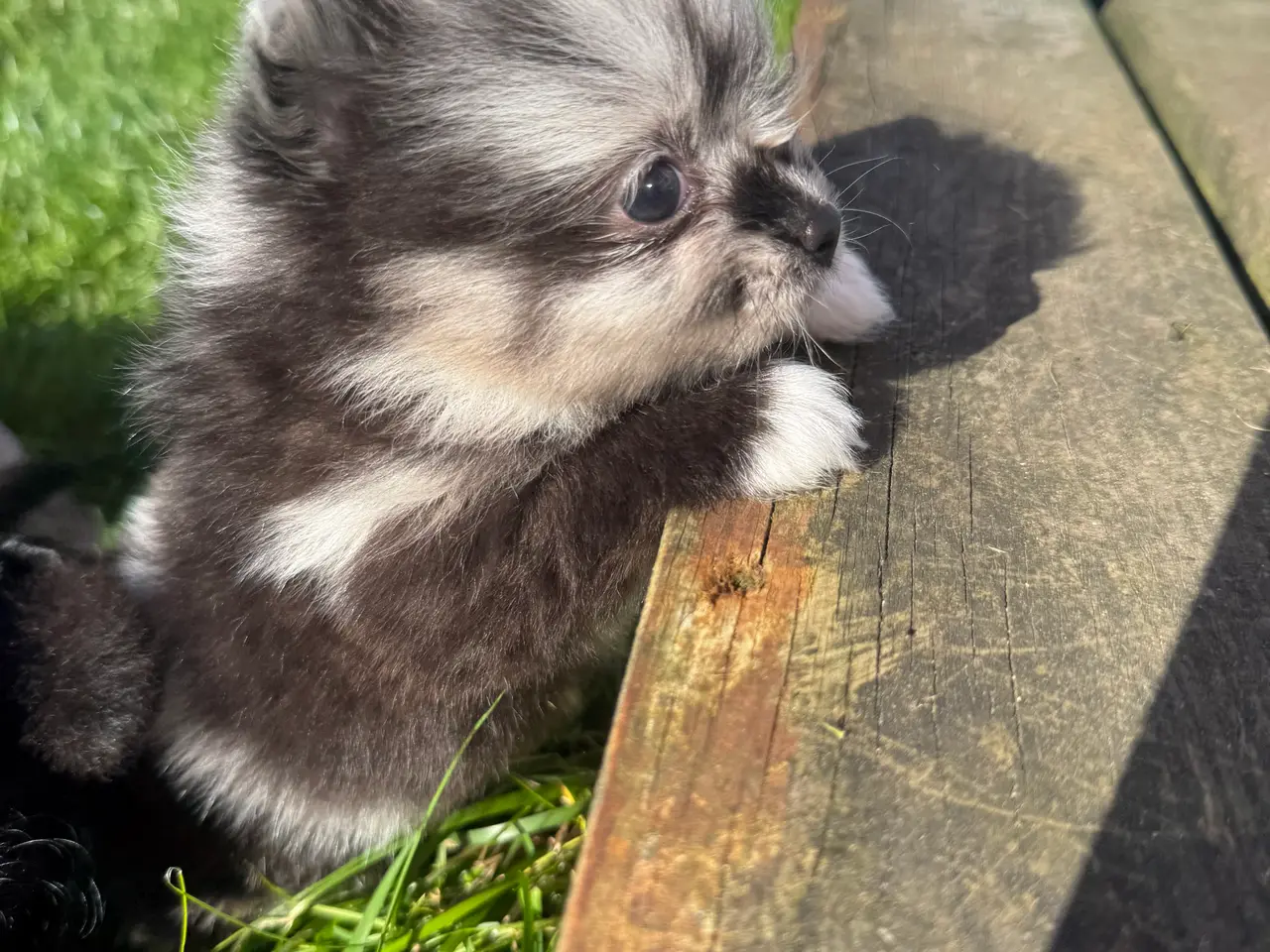 Billede 1 - Pomchi dreng !