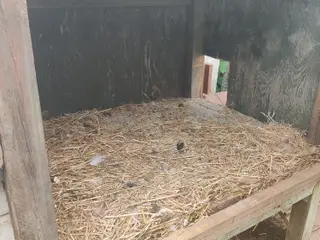 2 huse/ 9 dværgsilke 