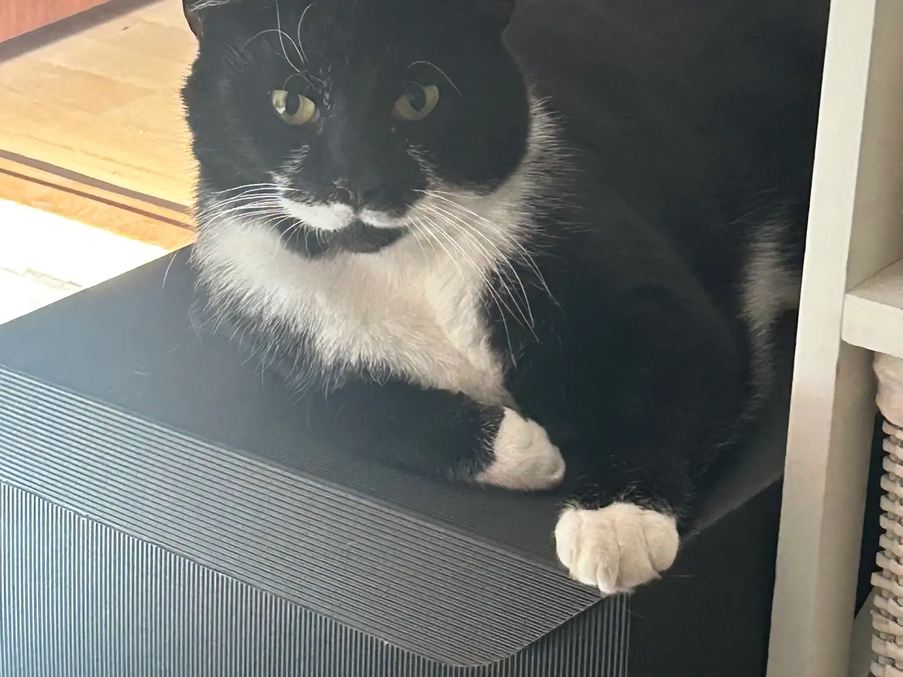 Billede 7 - Søde katte 