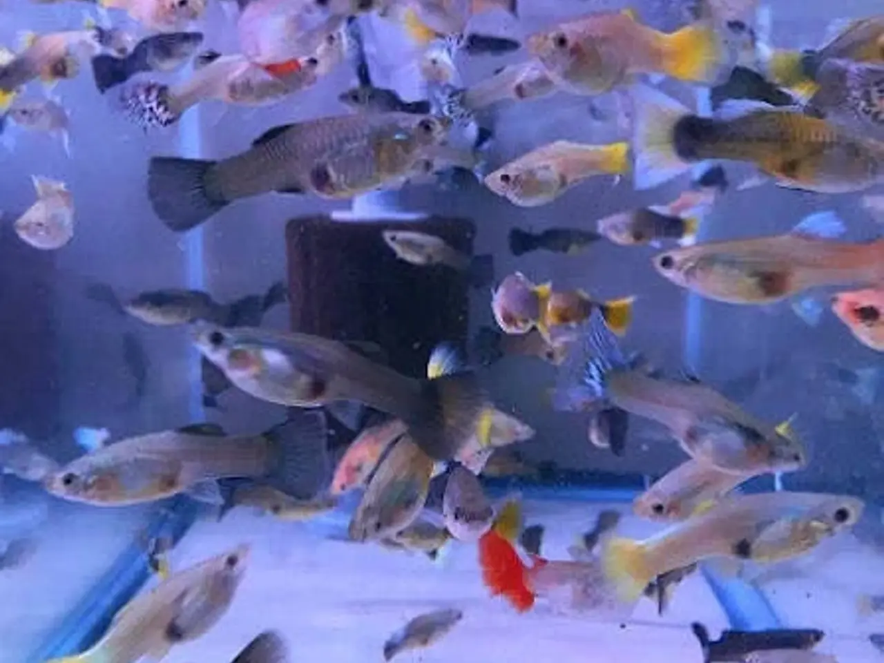 Billede 1 - Guppy mix