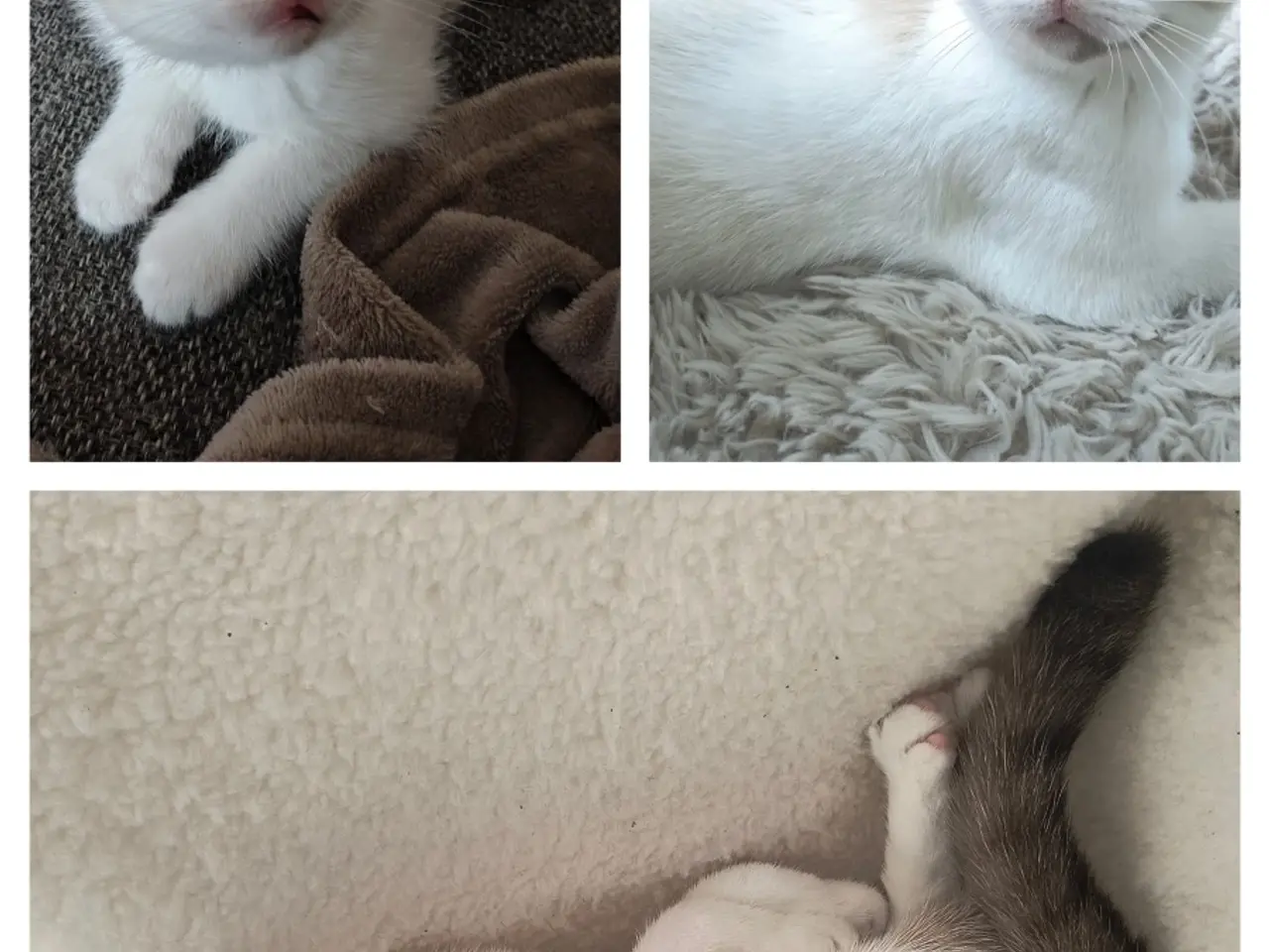 Billede 5 - Vores to smukke katte, søger nyt hjem.