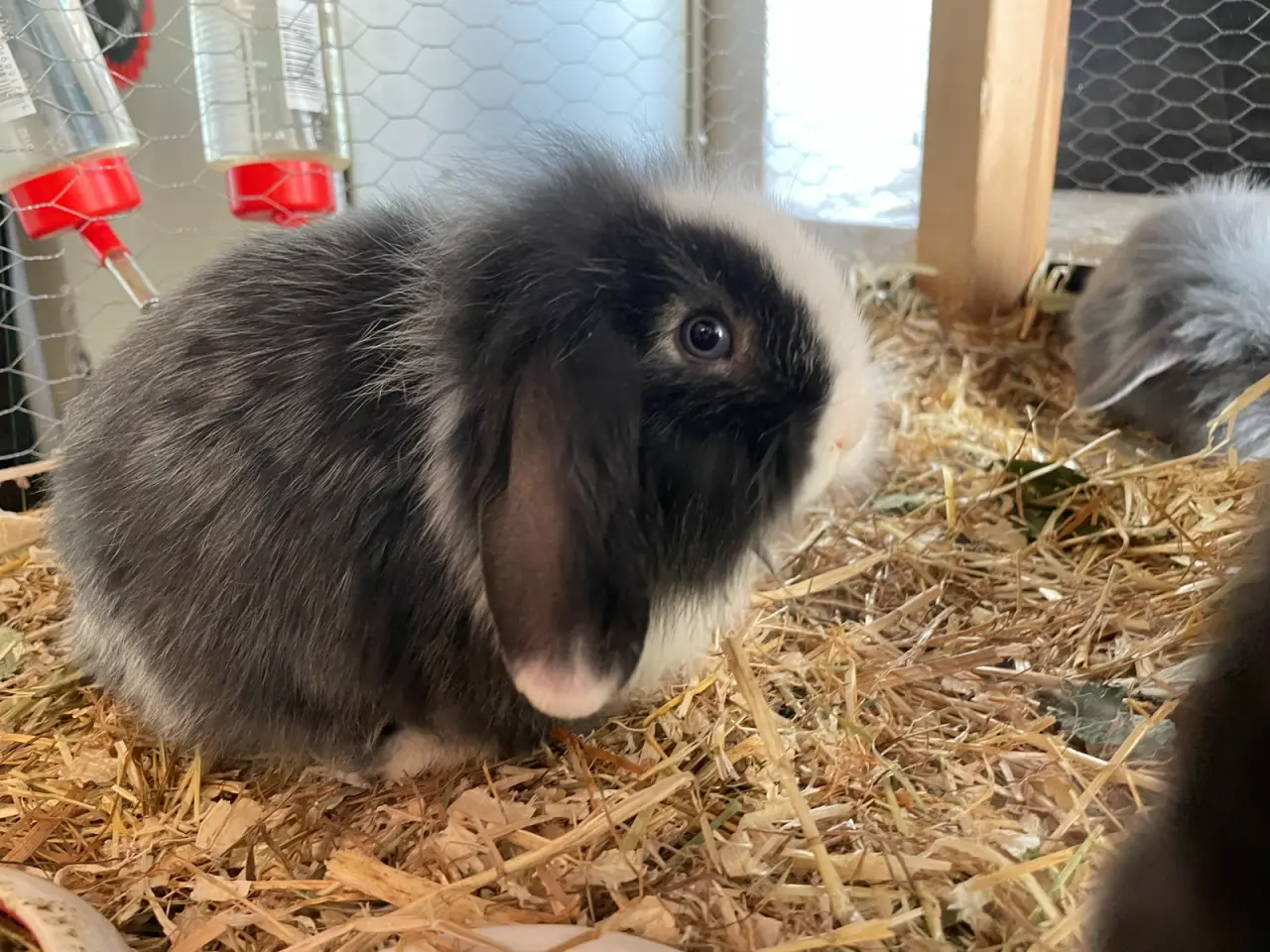 Billede 1 - Kanin unger mini lop / Lion lop