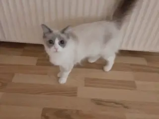 blåmaskede ragdoll-hunkat