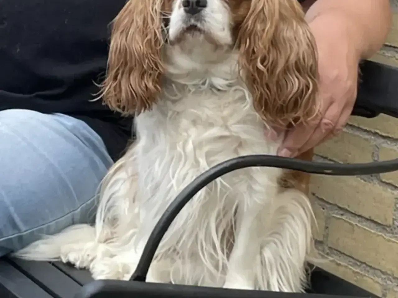 Billede 1 - Omplacerings hunde/ cavaleir King Charles spaniel