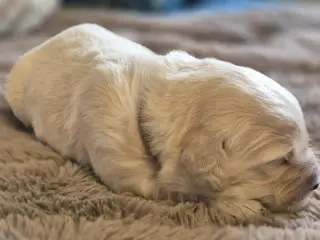 10 skønne Golden Retriever-hvalpe søger deres komm - 4