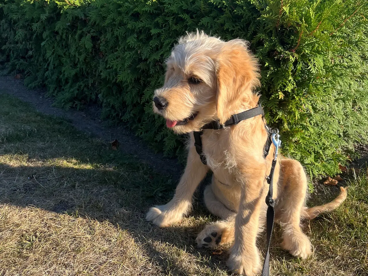 Billede 1 - Golden Doodle