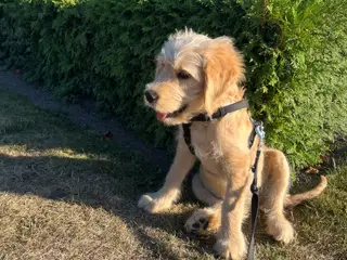 Golden Doodle