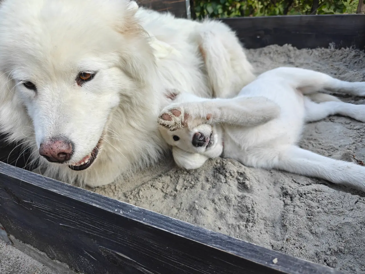 Billede 9 - Siberian husky og samojede hvalpe sælges