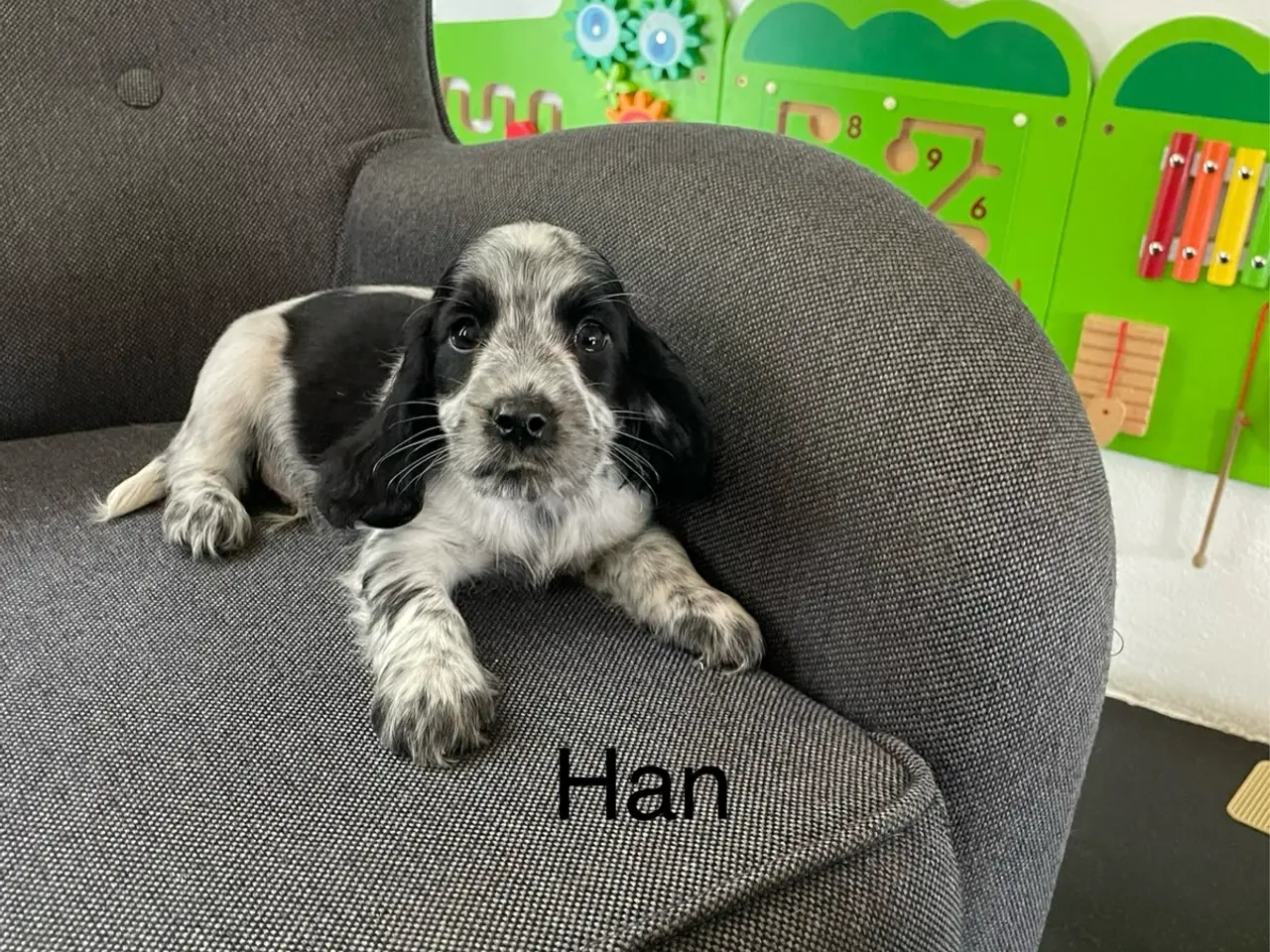 Billede 3 - Cocker spaniel hvalpe