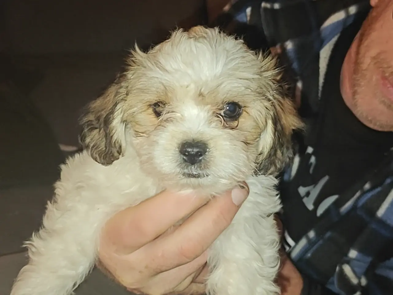 Billede 1 - hunde hvalpe