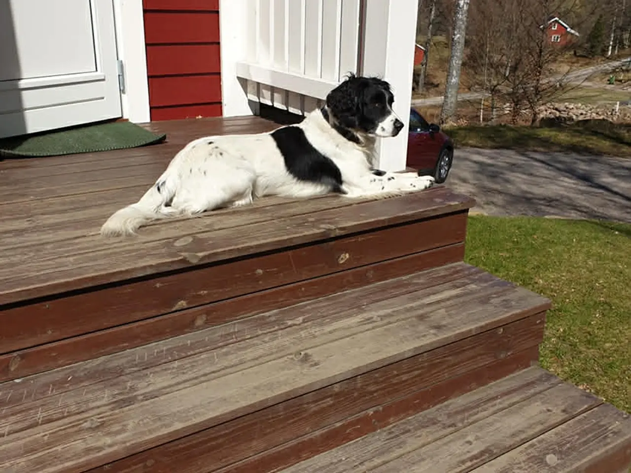 Billede 7 - FT springer spaniel hvalpe