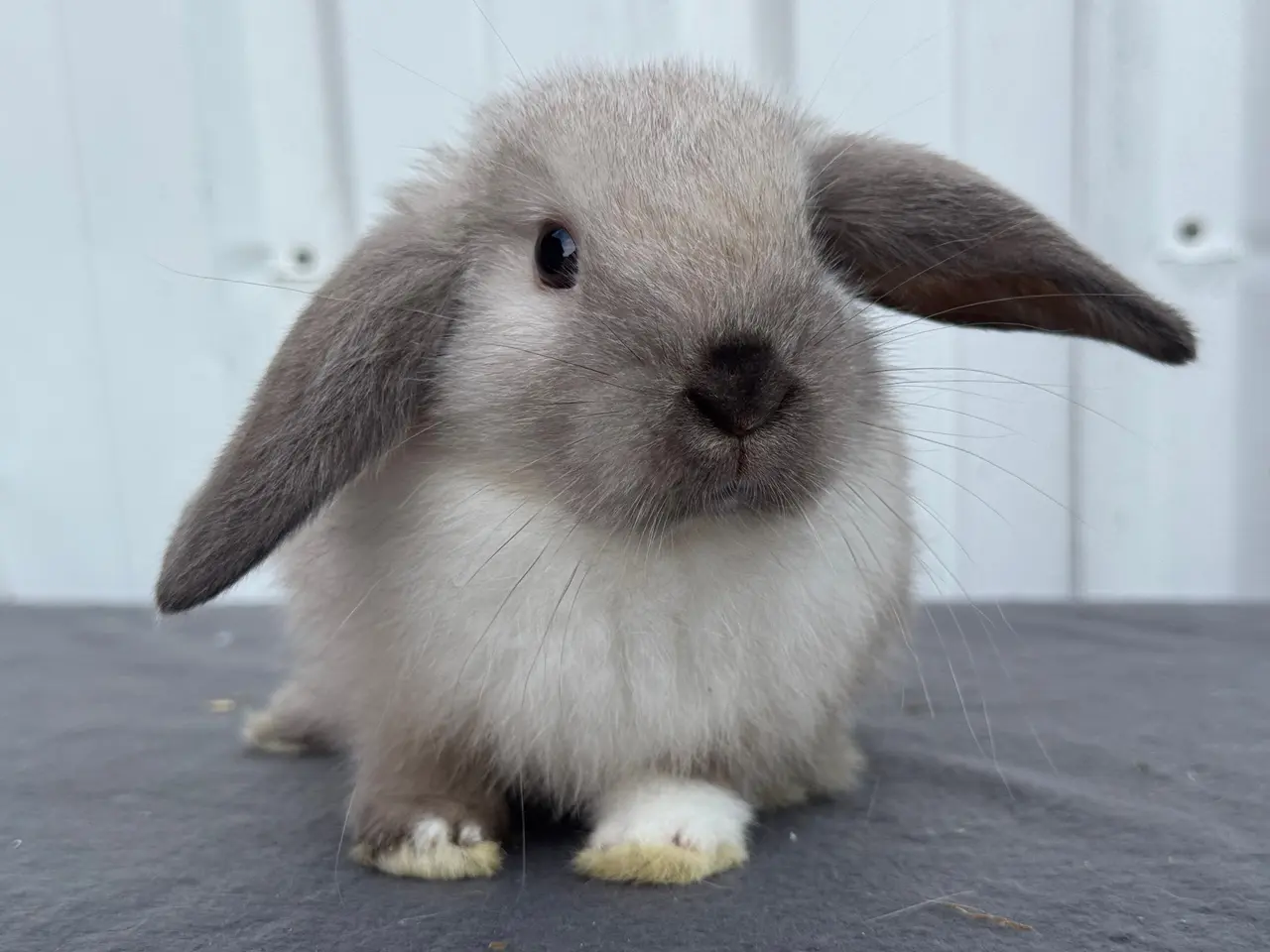 Billede 1 - Mini lop hunkanin