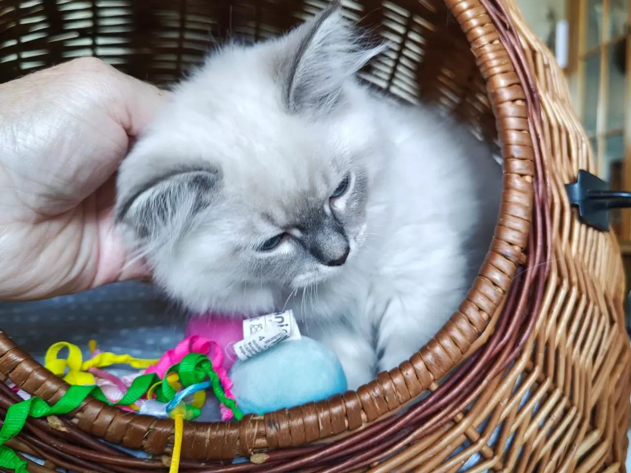 Billede 6 - Ragdoll far-Ragdoll,Skovkat mor 