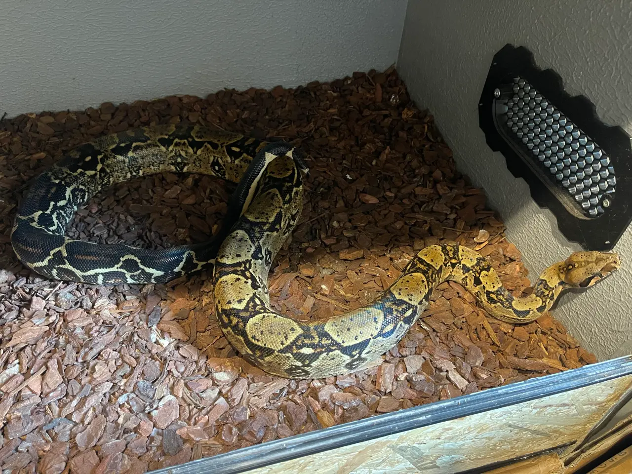 Billede 13 - Boa1.0wildtype100%het leopard100%het Albino kahl