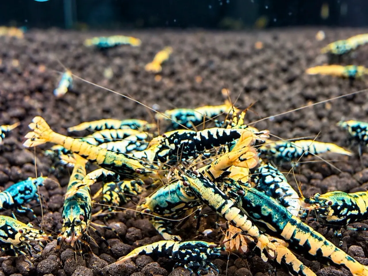 Billede 16 - Galaxy Fishbone Rejer – Caridina sp.