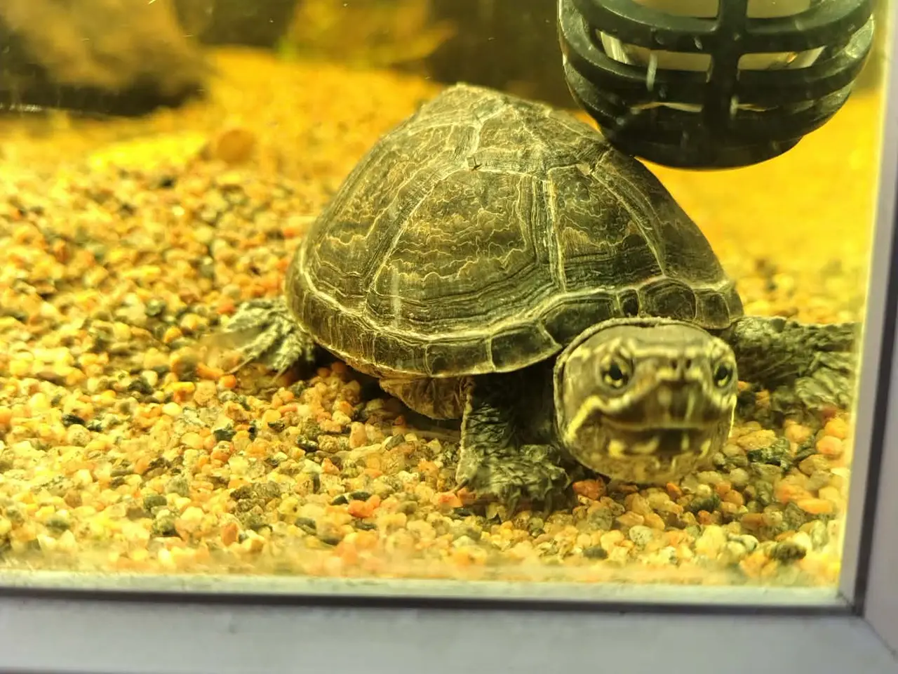 Billede 2 - Sumpskildpadder og 250 l akvarie med alt tilbehør