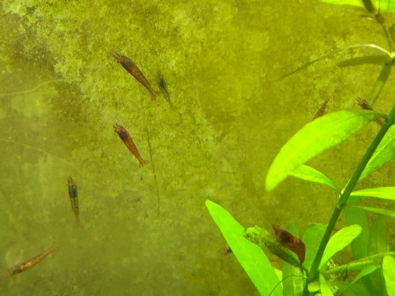 Billede 4 - 🦐🍒 Flotte Røde kirsebærrejer – Viby J