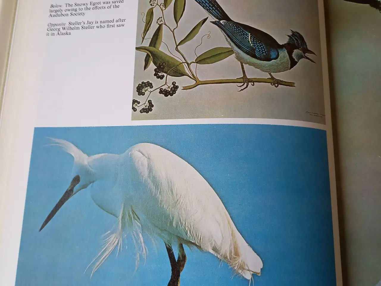 Billede 4 - Birds of North America af Bertel Bruun