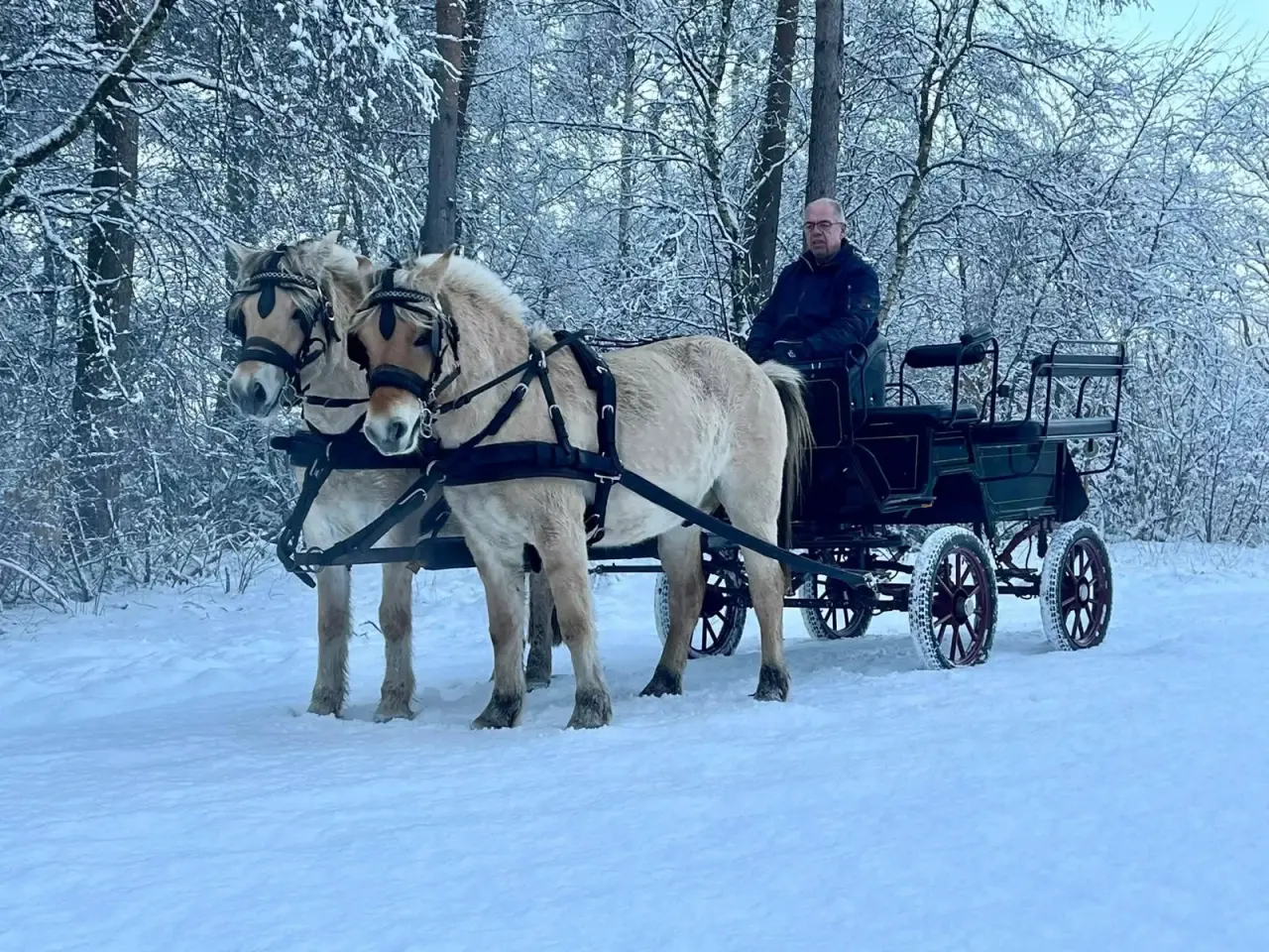 Billede 4 - Køreheste / ride fjordheste