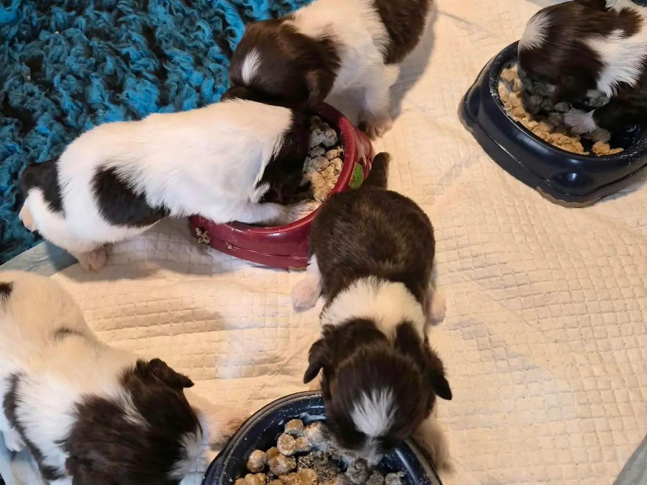 Billede 1 - Ægte bichon havanaise hvalpe