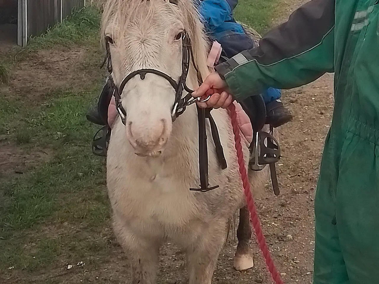 Billede 7 - Knabstrupperpony til ridning eller avl